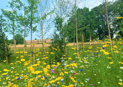 no mow may